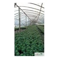 成都大量供應(yīng)西洋鵑 比利時(shí)杜鵑