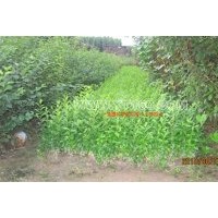 供女貞、丁香、四季丁香球、女貞、金山繡線菊、金焰繡線菊、珍珠