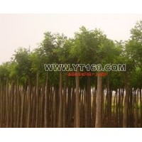 出售龍爪槐 垂柳 龍爪槐 火炬