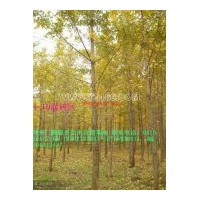 出售6-10公分銀杏樹