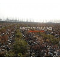 供養(yǎng)袋樟子松，叢生五角楓，稠李，白樺樹