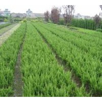 大量供應(yīng)各種規(guī)格的桂花，金桂、銀桂、丹桂、四季桂