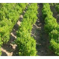 供應(yīng)小葉黃楊，大葉黃楊，金邊黃楊，金葉瓜子黃楊，玉邊黃楊