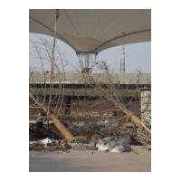 供應各種規(guī)格的銀杏樹