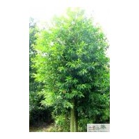供成都杜英高大喬木