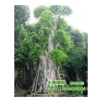 供應(yīng)小葉榕-福建漳州基地榕樹(shù)價(jià)格
