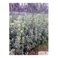 大量批發(fā)花葉萬年青苗木