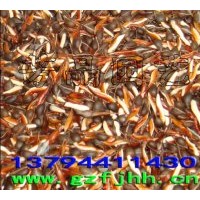 供沉香種子,印度紫檀種子,羅漢松種子,紅豆杉種子,黃花梨種子