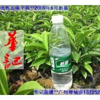 出售五味子苗，海南葡桃苗，幌傘楓苗，藍(lán)花楹苗