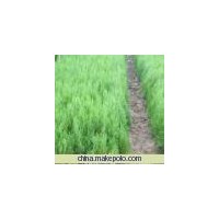 供應(yīng)側(cè)柏 白皮松 紅葉楊 速生楊 白皮松苗 油松 楊樹苗