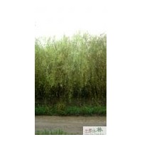 成都低價(jià)黃金柳 工程苗