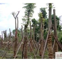 供應(yīng)成都低價苗欒樹