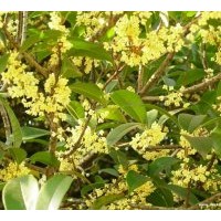 供應(yīng)規(guī)格在4-5-6-7-8-10-12cm的八月