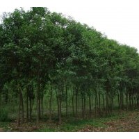 供應(yīng)大葉女貞