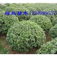 供無(wú)刺構(gòu)骨球