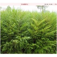 出售當(dāng)年生紅豆杉苗 濕地松苗 榿木苗 楓香苗 木荷