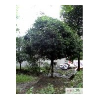 成都低價(jià)苗木四季桂樹高200-220cm