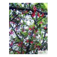 供應(yīng)成都鐵根海棠 高：300