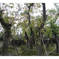 供應(yīng)成都羊蹄甲 米徑：8-10公分