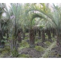 供應(yīng)成都低價苗木銀海藻 干高：3米