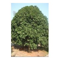 供應(yīng)桂花苗木