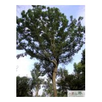 成都低價供應(yīng)皂角胸徑30公分