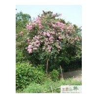 供應(yīng)成都紫薇干徑：10-12公分