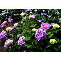 供應(yīng)成都八仙花高度50-55公分