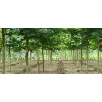 主要品種有新品種速生法桐、法桐、1--2年帽法桐、國(guó)槐、白臘