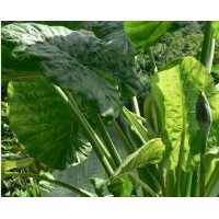 成都工程苗木滴水觀音高：40-50公分 滴水觀音水生植物