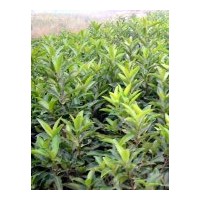 成都工程苗木冬青高：40公分