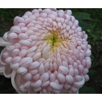 成都低價(jià)苗木粉色繡線菊高：120-150公分