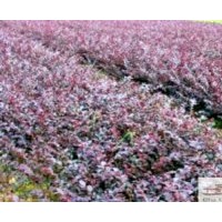 供紅繼木球高度：80公分