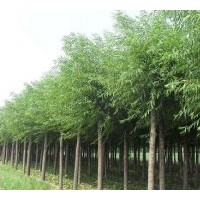 出售速生楊.速生柳.速生法桐.速生白蠟.北欒.五角楓