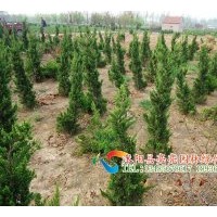 供應(yīng)龍柏，龍柏苗，龍柏球,高桿龍柏，直升龍柏，嫁接龍柏