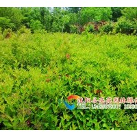 供應(yīng)紅王子錦帶，四季錦帶，金葉錦帶，花葉錦帶，紫葉錦帶