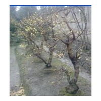 工程苗木臘梅高度：180-220公分