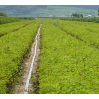 供應(yīng)紫丁香 多季刺玫 紅王子錦帶 榆葉梅 珍珠梅