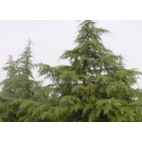 供1-10米南京雪松 白廣玉蘭 紅葉石楠等綠化苗木