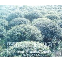 供應(yīng)構(gòu)榾（附參考價格）