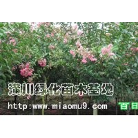 供應(yīng)百日紅（價格表）