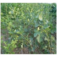 供應(yīng)櫻桃苗