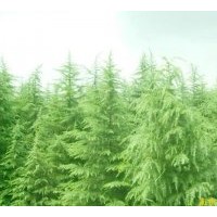 供應(yīng)雪松，廣玉蘭，櫸樹，楓香，馬褂木，大葉女貞等綠化苗木