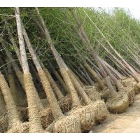 銀杏苗木培育基地供應(yīng)銀杏樹