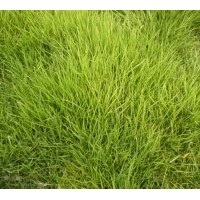 出售馬尼拉草坪