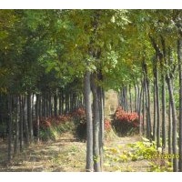 供應(yīng)國槐 刺槐 龍爪槐 皂角 榆樹 楸樹 五角楓