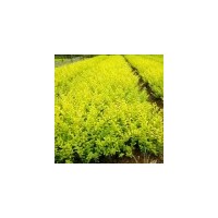 基地出售20-30瓜子黃楊 3-8分支紫荊