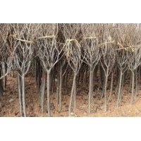 長(zhǎng)期批發(fā)：紫薇•紅楓•櫻花.紅（綠）梅