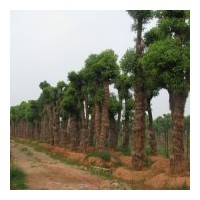 湖南香樟栽培|湖南出售香樟樹