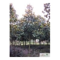 成都廣玉蘭苗圃苗批發(fā)